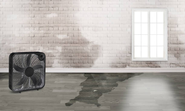 Best Flood restoration services  in Lewes, DE